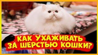 Как ухаживать за шерстью кошки? 