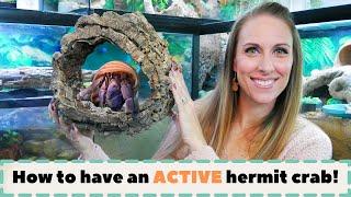 How to have an ACTIVE hermit crab! | By Crab Central Station