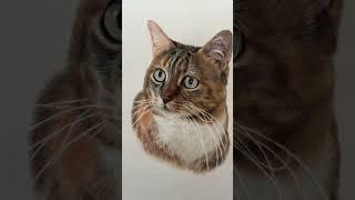 Anya, Colored Pencil Cat Drawing! #pencildrawing #cats #art