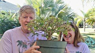 Linda's Bonsai in The Villages