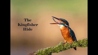 The Kingfisher Hide