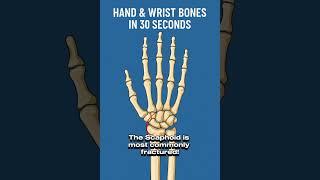 27 bones. One hand. This 30-second breakdown might save your grade  Find my TikTok @ Rad-Life101