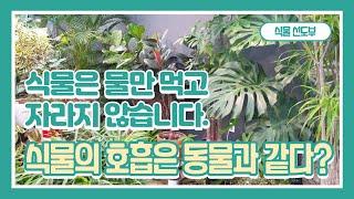 식물 초보 탈출 광합성과 호흡 - 식물의 호흡은 동물과 똑같습니다. 식물은 물만 먹고 자라지 않아요.