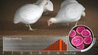 Coccidiosis  & Coccivac