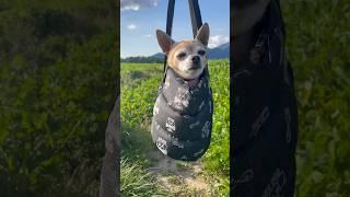 please do It for this puppy #puppy #cute #dog #chihuahua #pets #cutedog