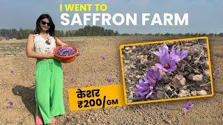 Kesar Farm In Kashmir Full ProcessSaffron Farming Kaise Hoti hai? Villege Dyfruits 200 rs