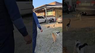 cats living in the yard  고양이와 함께하는 시골생활