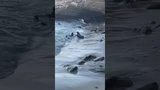 Sea Lions at San Deigo California #shorts #youtube #youtubeshorts  #animals #sealife #beach #travel