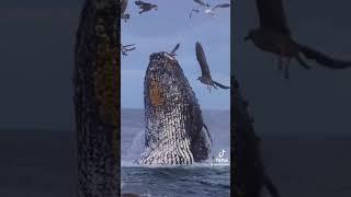 whale eating dinner #viral #ocean #mammal #wildlife