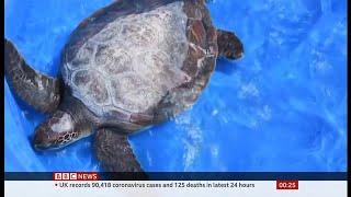 Green turtle rescued with way too much plastic inside them (Argentina) - BBC News - 19 December 2021