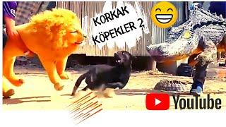 KORKAK KÖPEKLER -2 Komik Videolar - Funny and Fun Dog Jokes