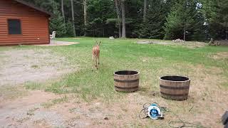 Deer sniffs whiskey barrel