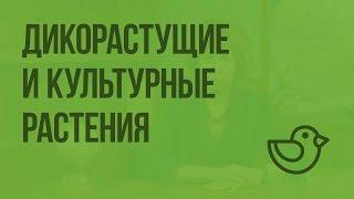 Дикорастущие и культурные растения. Видеоурок по окружающему миру 2  класс