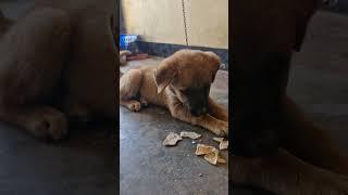 dog barking sound || cute puppy barking sounds || adarsh Tiwari vlog || viral shorts  trendingshorts