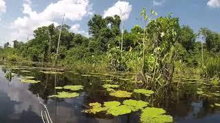 #1 Lago perigoso/Selvagem Pesca sub #Amazônia