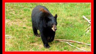 BLACK BEAR DOWNTOWN ALPENA ! Seriously!