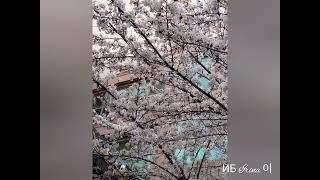 Путешествуем с Ириной N14. Сеул. Цветение сакуры. Irina's traveling. Seoul. Cherry blossom.