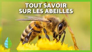 ABEILLES  (CYCLE de VIE, RÔLE, Comment les Abeilles FONT du MIEL et IMPORTANCE)