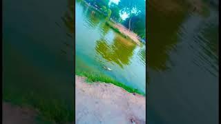 https://youtube.com/shorts/WPfWDwEc71w?si=qM1JVd0AL9zimvM6