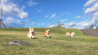 Samcorgi  derping through the park