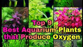 Top 9 Best Aquarium Plants that Produce Oxygen