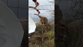 sigma saves a dog ️ #sigma #sigmamale #sigmamoment