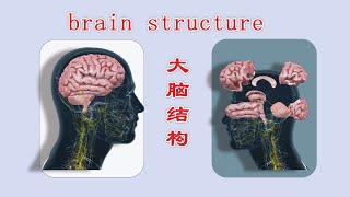 大脑每个部分的功能与作用