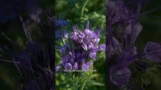 Lacy Phacelia - The Ultimate #covercrop