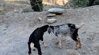 Baby Goats Enjoying...CUTE MOMENTS