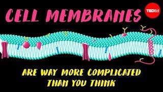 Cell membranes are way more complicated than you think - Nazzy Pakpour