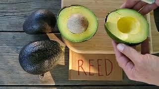 Reed avocado: a profile