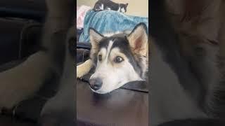 Penelly Watches Telly - National Geographic Arctic Foxes!  The Husky mix who watches TV