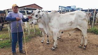 FEIRA DO GADO EM CRUZES-PE  23-09-2024 #nordeste