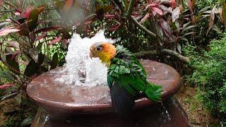 Baby Caique Parrot can’t wait to be all wet when the fountain is opened | Aquascape Fountain | JC077