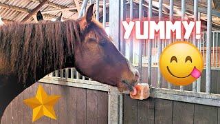 I answer some questions from you. Salt lick. Hi sheep! Happy Rising Star⭐ | Friesian Horses
