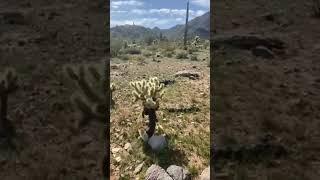 In latest dispatch from the Super Bowl, KSHB 41 Sports Director Mick Shaffer discusses the cactus.