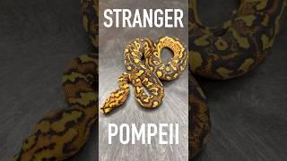 Did we hit the Stranger Pompeii Ball Python!? Check out the full video on my channel!