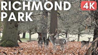 Deer Spotting in London's Largest Royal Park  Richmond Park [4K/60]