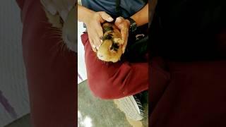 Cute Hamster   #shorts #trending #trendingshorts #destinygo #hamsters