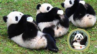 So Cute!!!Adorable Panda Babies Drinking Milk!!!Daily Routine!!!