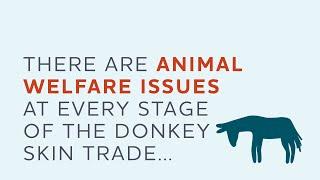 The donkey skin trade explained | Part 2