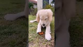 Adorable Pups in Action: A Must-Watch Compilation