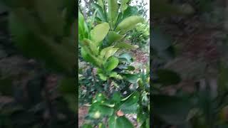 Vì sao Cần Trồng Bưởi Diễn Chiết Cành, CÂY NHANH RA QUẢ, Quả Sai Hơn, Ngọt Hơn. : 096.239.2038
