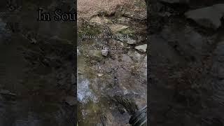 South Carolina ️️