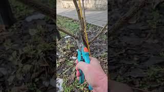 Резитба след засаждане.