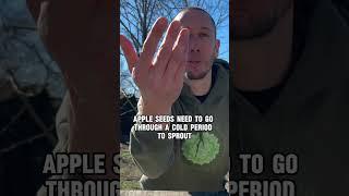 Grow an Apple Tree from Seed...