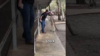 남편이 아내를 지키기 위해 캥거루와 싸웁니다
