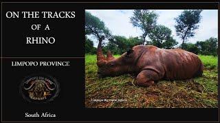 Rhino hunt with Limpopo Big Game Safaris 2024