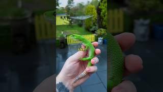 Top 5 REPTILES You Can Have as PETS!