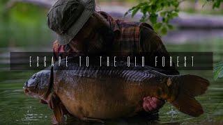 Escape to the old forest [one day solo camping, carpfishing, bushcraft].